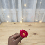 Peony Flower Magenta Pack of 100 Pcs.