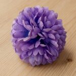 Dahlia Purple