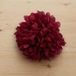 Dahlia Maroon