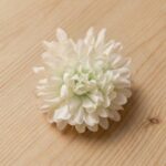 Small Dahlia White