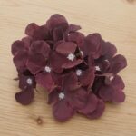 Hydrangea Maroon
