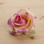 Rose Shaded Peach
