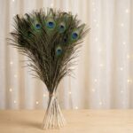 Peacock Feather 25 -27 Inch