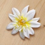 Lotus White