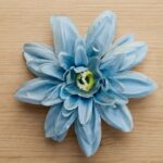 Lotus L.Blue