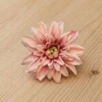 Lotus Peachy Pink