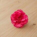 Carnation Pink