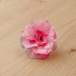 Carnation Shaded Pink
