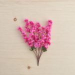 Bougainvillea Pink