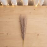 Pampas Grass